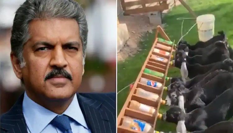 ఆనంద్‌ మహేంద్ర ట్వీట్‌ చేసిన ‘మేక పిల్లల’ వీడియో వైరల్‌