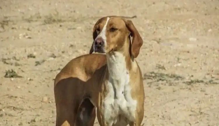 మహిళపై లైంగికదాడి.. నిందితుడ్ని పట్టిచ్చిన పెంపుడు కుక్క