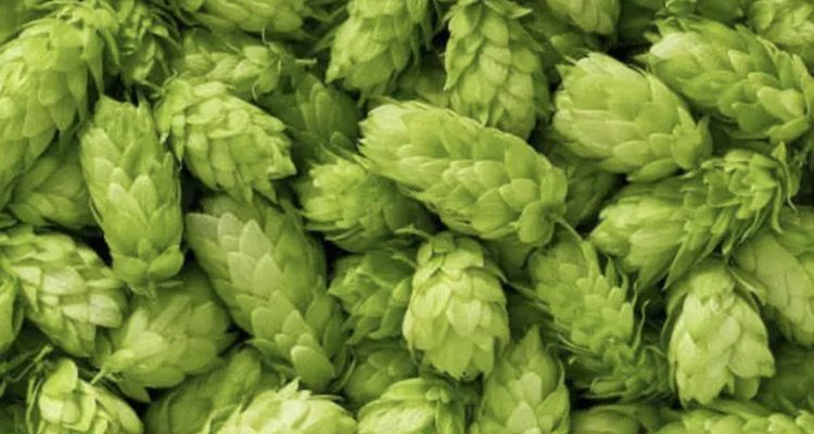 ప్ర‌పంచంలోనే అత్యంత ఖ‌రీదైన పంట‌.. కేజీ రూ. ల‌క్ష‌