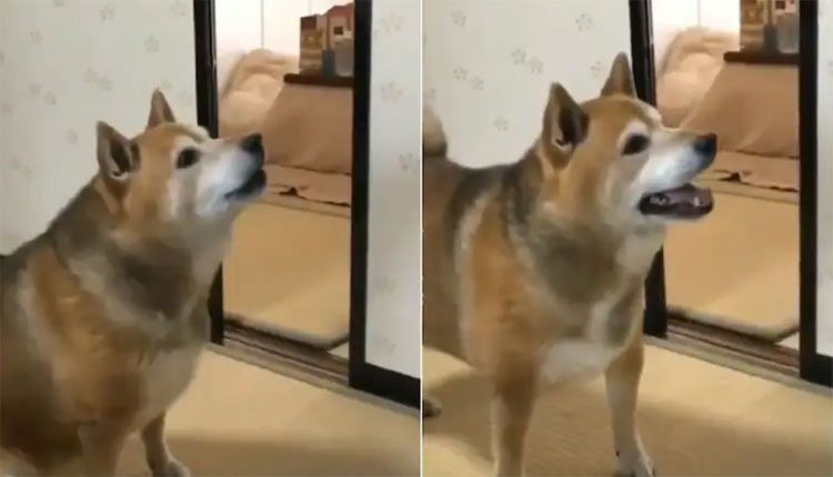 ఆహారం పెట్టమని కుక్క ఎలా అడిగిందంటే..