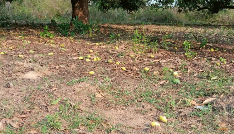 అకాల నష్టం..అపార నష్టం