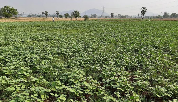 బహుళ ప్రయోజనాల పెసర