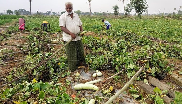 అకాల వర్షం.. తీరని నష్టం..