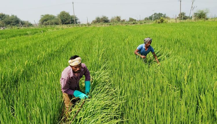 వేములవాడలో బుద్ధమూర్తి