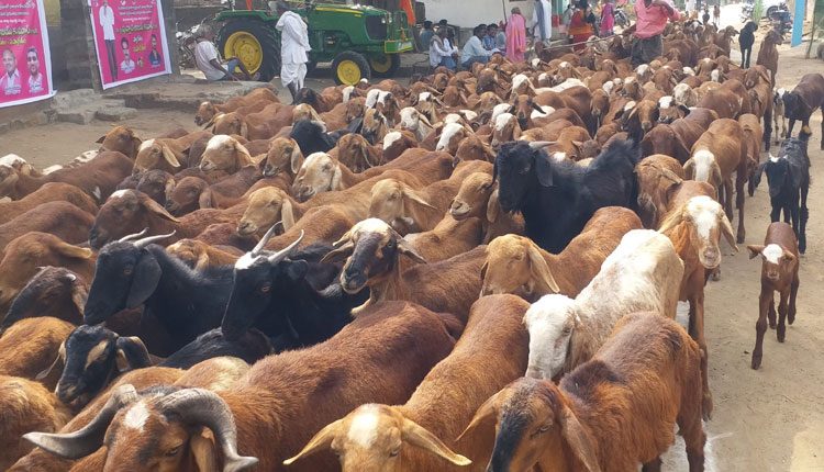 గొల్లకుర్మల జీవితాల్లో వెలుగులు