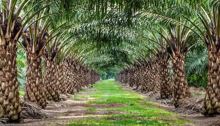 ఆయిల్‌పాం గెలలకు రికార్డు ధర