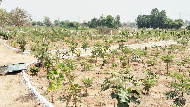 సుందరంగా క్యాసంపల్లి