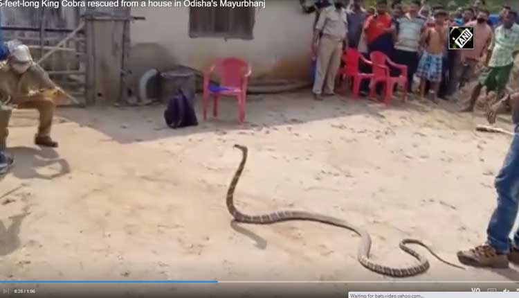 ప‌డ‌క‌గ‌దిలో దూరిన కోడె నాగు..వీడియో