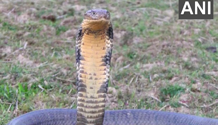 తేయాకు తోట‌లో 20 కిలోల‌‌ కాల‌నాగు క‌ల‌క‌లం..!