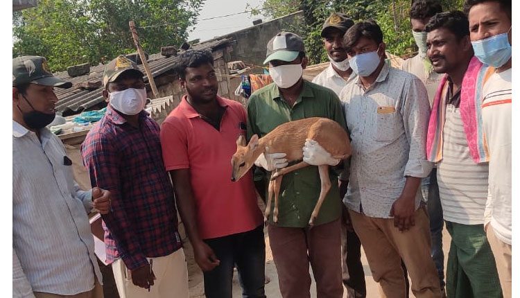 కొండ గొర్రె పిల్లపై కుక్కల దాడి
