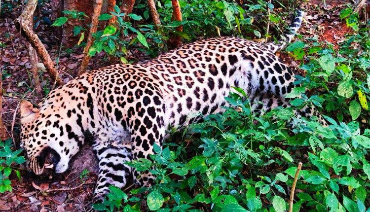 అనుమానాస్ప‌ద స్థితిలో చిరుత మృతి..!