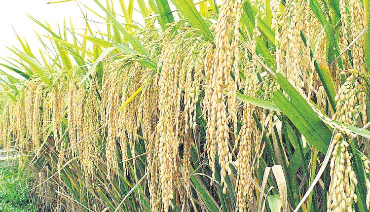 ఊరూరా కాంట