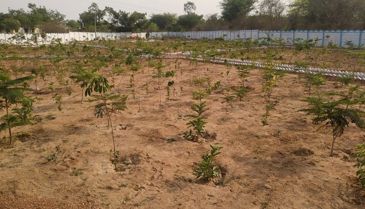 ప్రగతి ముల్లె..పెద్దాయపల్లి