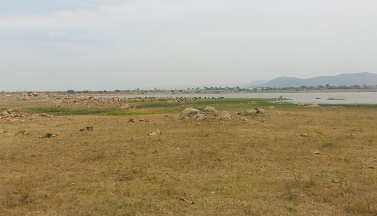 చిగురిస్తున్న ఆశలు