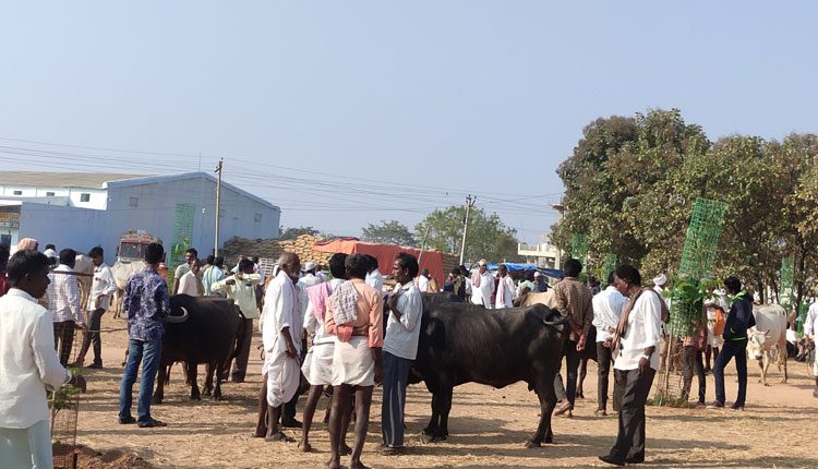 పశువుల సంత వేలం రైతులకు భారం