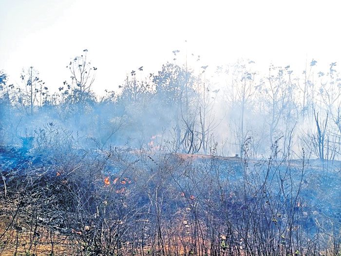 అరణ్య రోదన