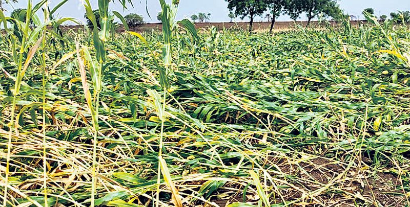 అకాల వర్షం.. అపార నష్టం