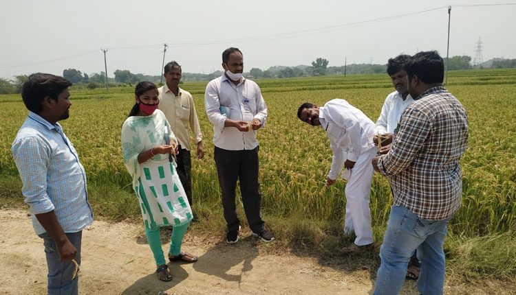 వరి పొలాల పరిశీనల