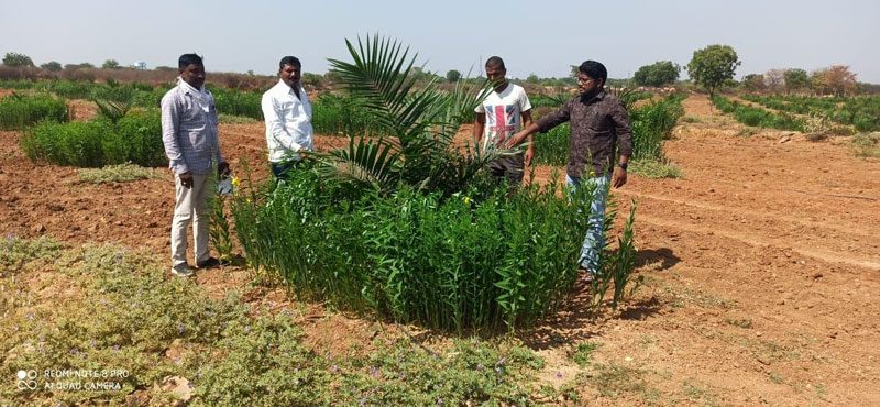 జిల్లాలో వంద కోట్లతో ఆయిల్‌ పామ్‌ పరిశ్రమ