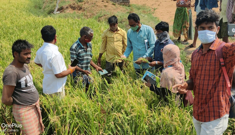 దెబ్బతిన్న పంటలను పరిశీలించిన అధికారులు