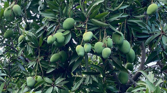 వ్యవసాయంలో నూతన విప్లవాన్ని సృష్టిస్తున్న ప్రభుత్వ ఉపాధ్యాయుడు