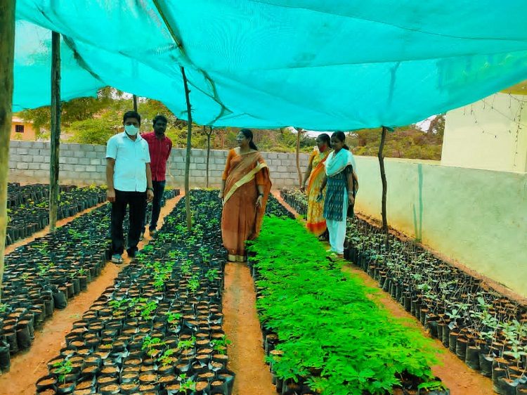 నర్సరీల్లో సిద్ధమవుతున్న మొక్కలు