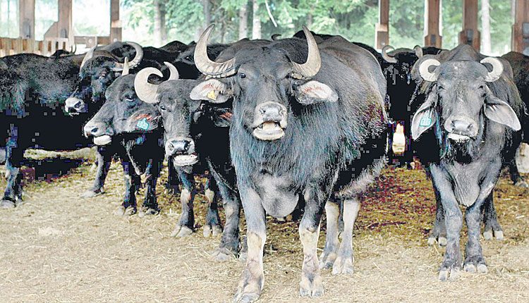 ‘ఉపాధి’తో పాడి రైతుకు ప్రోత్సాహం