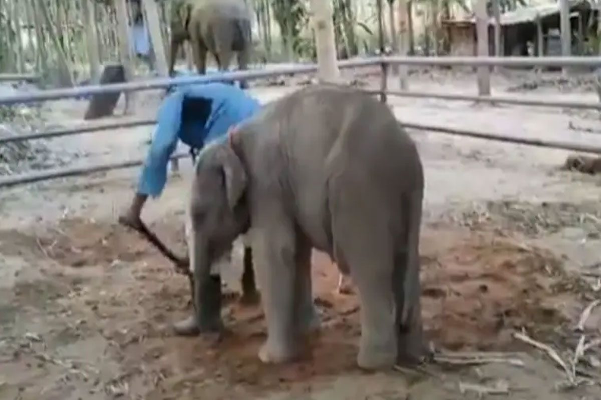 వీడియో వైరల్‌:‌ పనివాడితో గున్న ఏనుగు సరదా పోట్లాట..! గెలుపెవరిదంటే..?