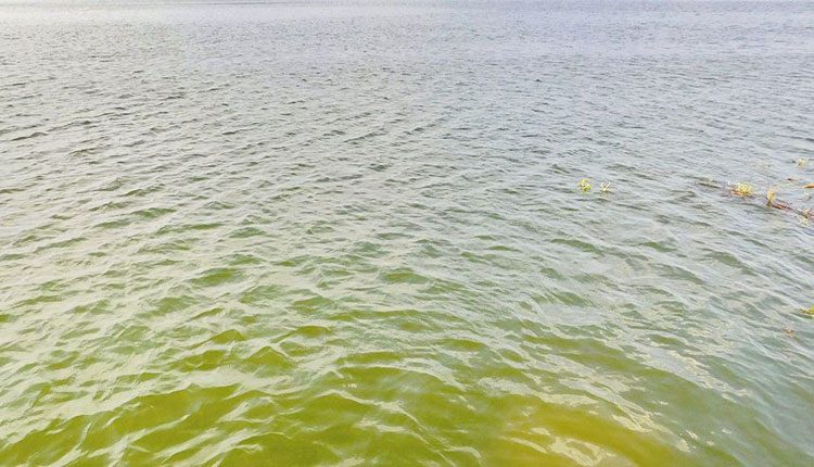 నిండుకుండలా హల్దీవాగు