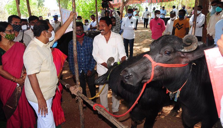 పాడితో ఆర్థికాభివృద్ధి సాధించాలి