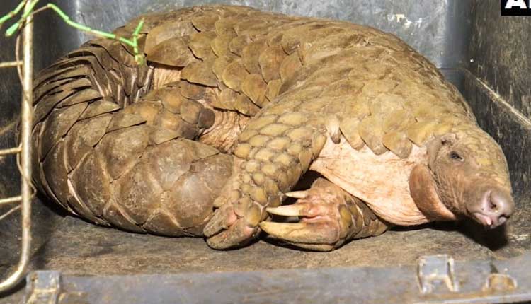 అలుగును అక్ర‌మంగా త‌ర‌లిస్తూ వ్య‌క్తి అరెస్ట్