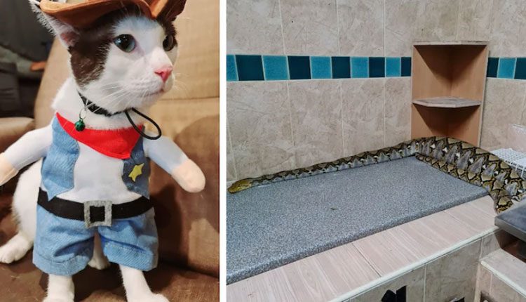 పెంపుడు పిల్లిని మింగేసిన కొండచిలువ.. కన్నీరుమున్నీరైన బాలిక