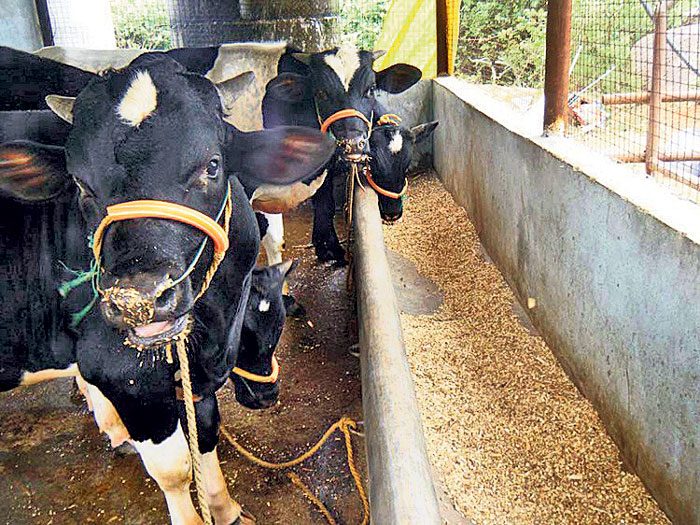 జాగ్రత్తలే శ్రీరామరక్ష