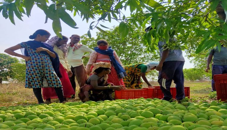 మహిళా సంఘాలకు మామిడి ఫలాలు