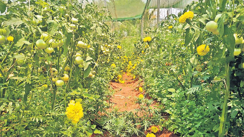 ఇలా.. పండించి చూడు..