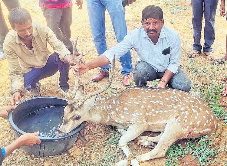 మామిడితోటలో జింక ప్రత్యక్షం