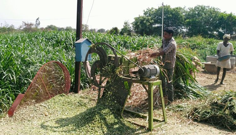 పశుగ్రాసం కొరతను అధిగమించాలి