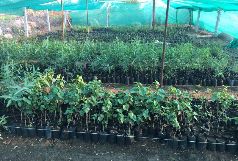 రూపు మారిన రావులపల్లి