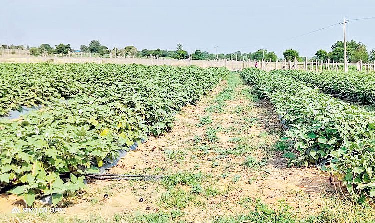 ఆరుతడి పంటలపై అన్నదాతల ఆసక్తి