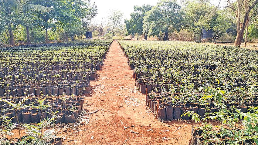 ఆకుపచ్చ గ్రామాలే లక్ష్యంగా..