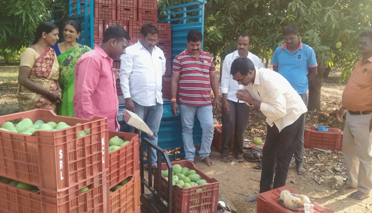 మామిడి రైతుకు మద్దతు