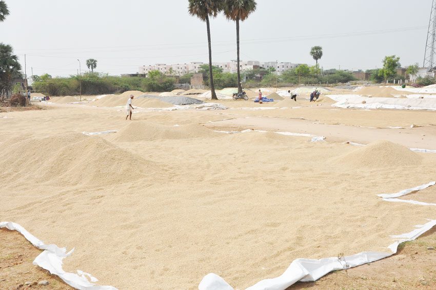 పేట నుంచే కొనుగోళ్లు