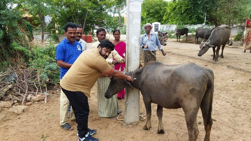 ఎండకు పశువులు జాగ్రత్త !