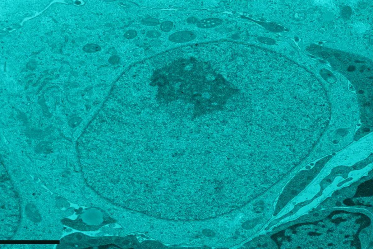 అండం, శుక్ర కణం లేకుండానే పిల్లల్ని పుట్టించొచ్చు.. సరికొత్త పరిశోధన