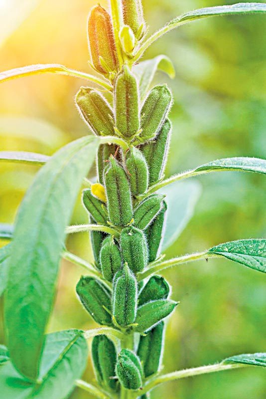 నువ్వుల్లో సస్యరక్షణ