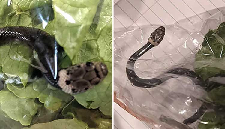 పాల‌కూర ప్యాకెట్‌లో పాముపిల్ల‌.. వీడియో