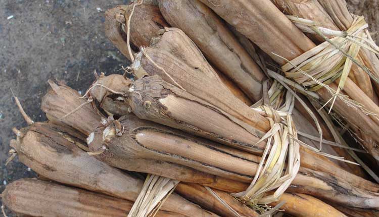 బ‌రువు త‌గ్గించే తాటి గేగులు..!