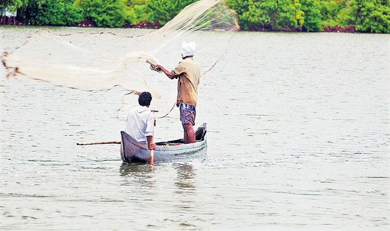 ‘ధర్మాయ’ చేపలకు భలే క్రేజీ