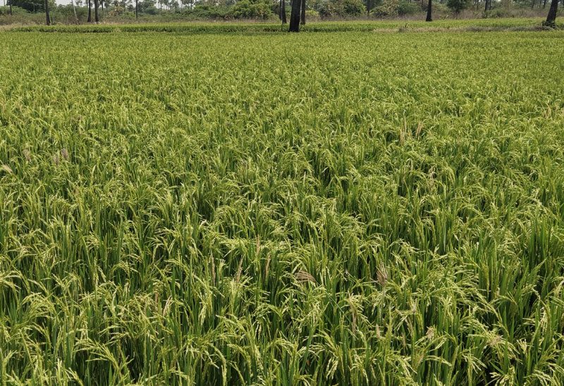 లాభాలు‘వెదజల్లే’..!