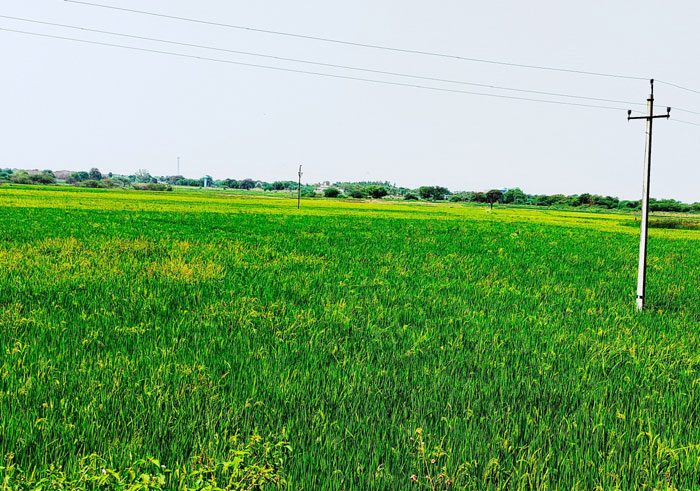 రైతు బంధుతో అన్నదాతల్లో ధీమా